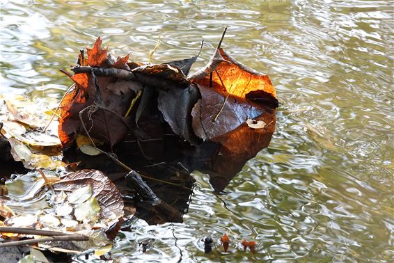 Kunst in de Dommel - Pelt