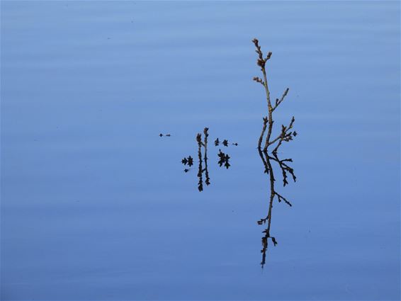 Kunst in het water - Lommel