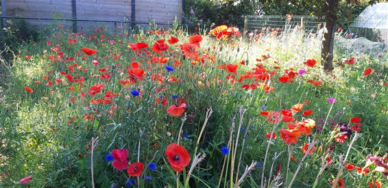 Laat je bloemenperk zien en win een tuinpakket