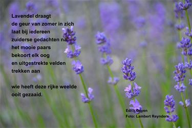 Lavendel door Edith - Beringen