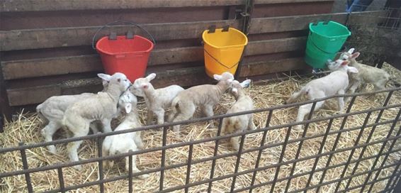 Leerlingen bezoeken schapenfokkerij - Bocholt