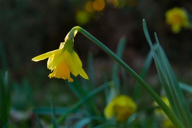 Lente in putteke winter - Beringen