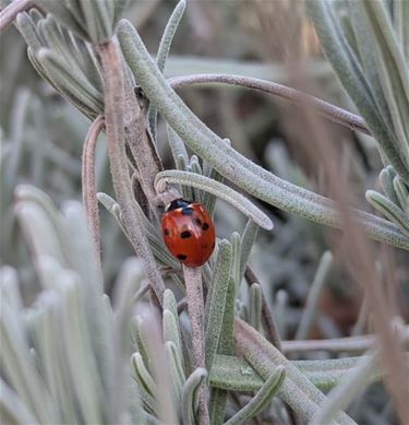 Beringen - Lentegevoel