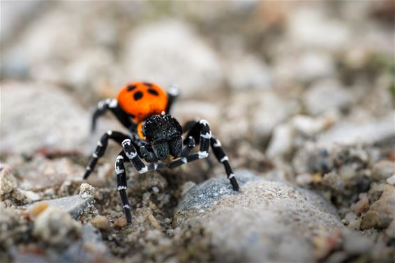 Lommel - Lentevuurspin op de Startdag Natuurpunt Lommel
