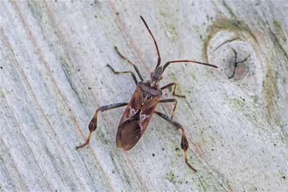 Leptoglossus occidentalis - Pelt