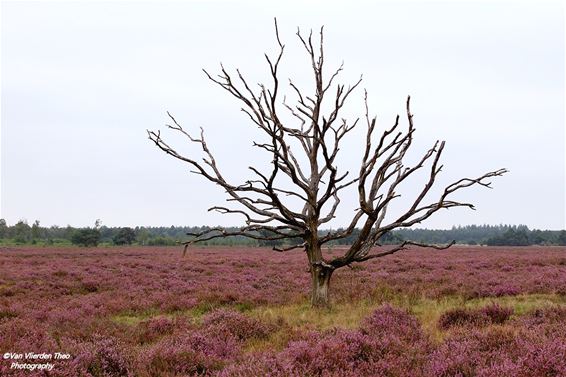 Leven en dood op de Leenderheide - Hamont-Achel