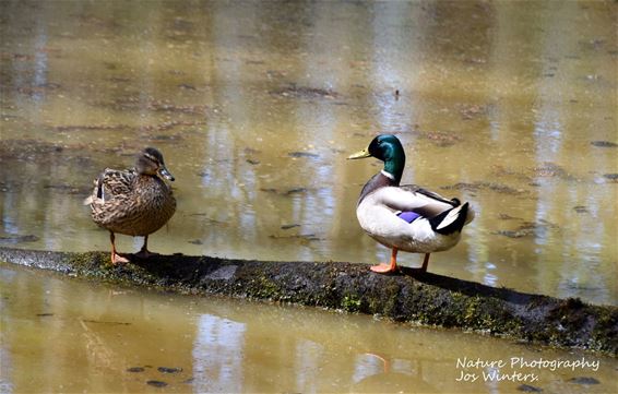Liefdesspel aan de Bollissenbeek - Peer