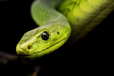 Houthalen-Helchteren - Limburgs Landschap organiseert slangenspeurtocht