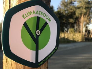 Limburgse campagne ijvert voor meer bomen - Beringen