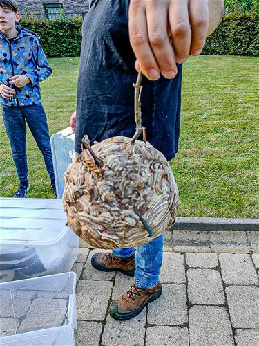 Lokpot geplaatst, nest hoornaars gevonden - Lommel