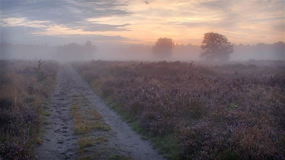 Lommelse heide in de ochtendnevel - Lommel