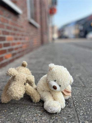 Loslopende beer gespot in Lommel - Lommel