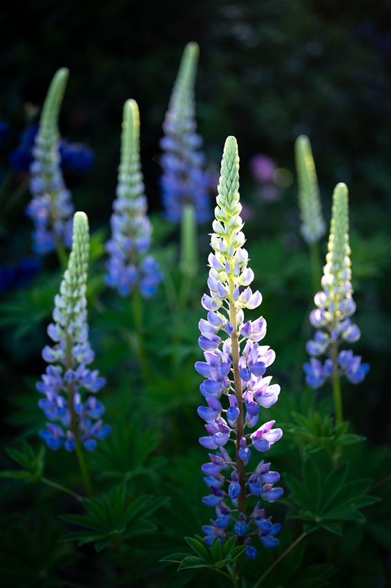 Lupines in het perfecte licht - Hamont-Achel