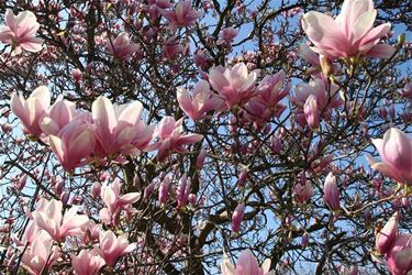 Beringen - Magnolia in volle lentepracht