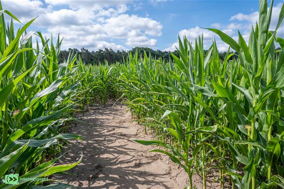 Maïs zonder dorst: minder water, meer kennis - Bocholt