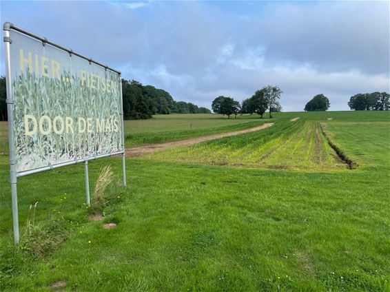 Maïsdoolhof opent op vrijdag 26 juli - Beringen