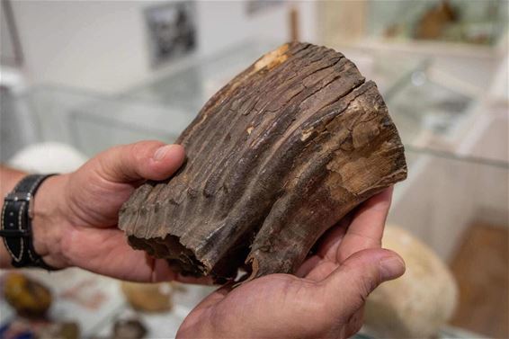 Mammoettand blikvanger op Monumentendag - Hamont-Achel