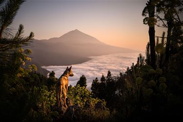 Bree - Marc Vandijck valt opnieuw in de prijzen
