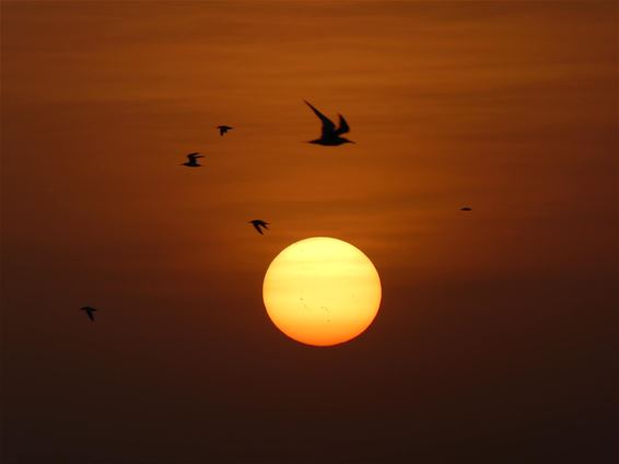 Mario fotografeerde de zon, met zonnevlekken - Lommel