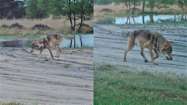 Maurice, de nieuwe wolf