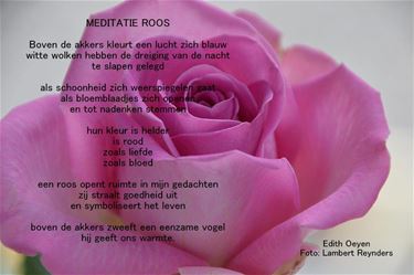 Meditatie Roos - Beringen