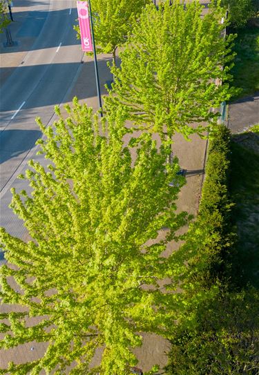 Meer bomen in minder groene buurten - Pelt
