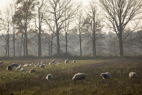 Mens en dier in de natuur - Lommel