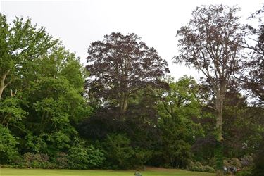 'Merkwaardige bomen in Limburg'