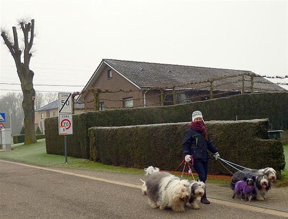 Met de honden de straat op - Meeuwen-Gruitrode