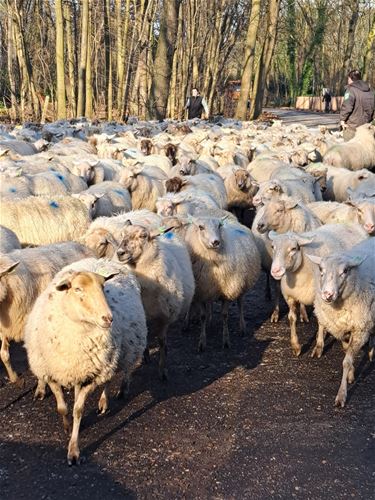 Midden in het peloton der... schapen - Pelt