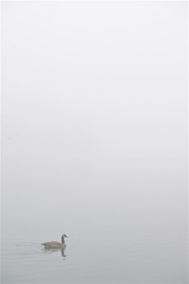 Mistige start, daarna zonnig - Beringen & Leopoldsburg