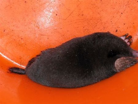 Mol gevangen... en vrijgelaten - Hamont-Achel