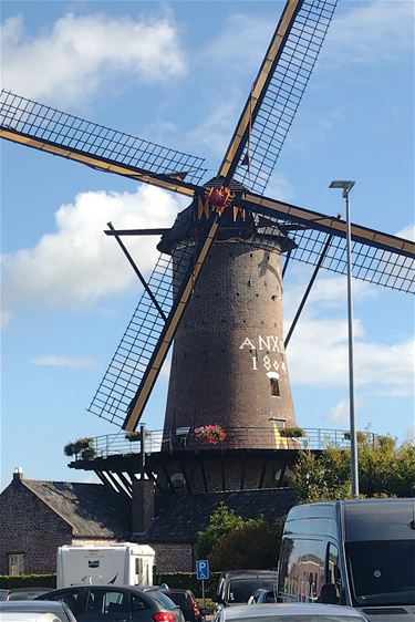 Molen Van Bree (Napoleonsmolen) in rouwstand - Hamont-Achel