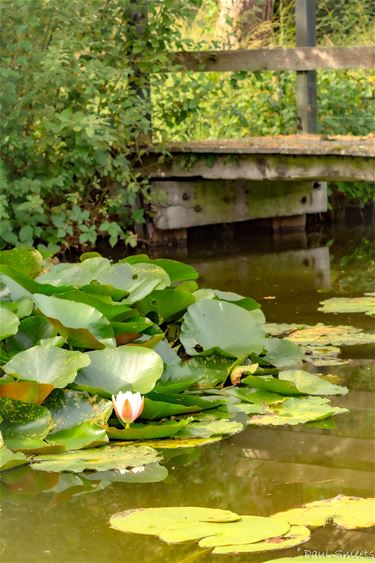 Monet aan de Begijnenvijvers - Hechtel-Eksel