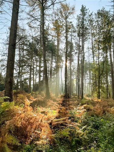 Mooi licht in het Verkensbos - Hamont-Achel