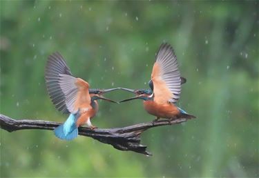 Mooie fotoreeks ijsvogels - Beringen & Leopoldsburg