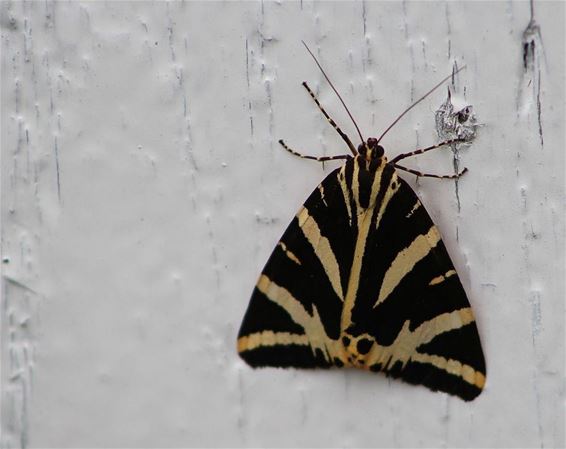 Mooie vlinder tijdens tuinvlindertelling - Neerpelt
