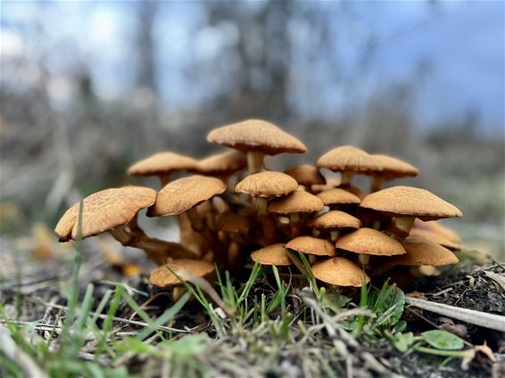 Mooie wandeldagen in 't verschiet - Pelt
