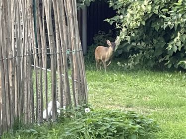 Muntjak duikt op in tuin in Pelt - Pelt