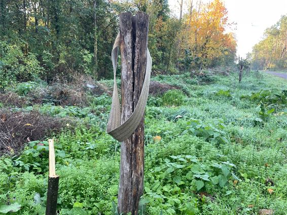 Mysterieuze boompjeszager slaat weer toe - Beringen