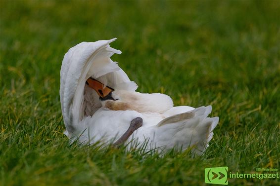 'n Knobbelzwaan op de Grote Heide - Pelt