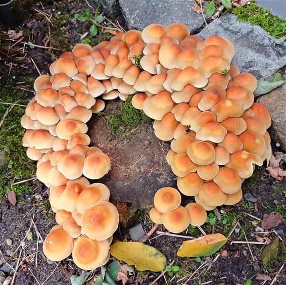 Na de regen... komen de paddenstoelen - Pelt