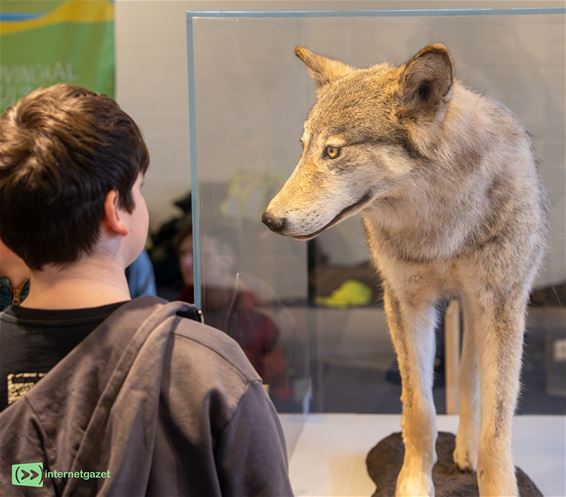 Na Pijnven nu De Vossemeren: alles over de wolf - Hechtel-Eksel