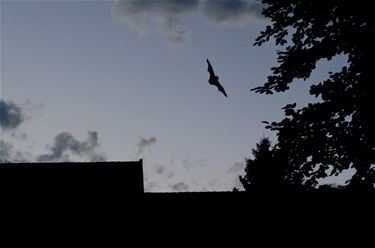 Nacht van de vleermuis in Koersel - Beringen