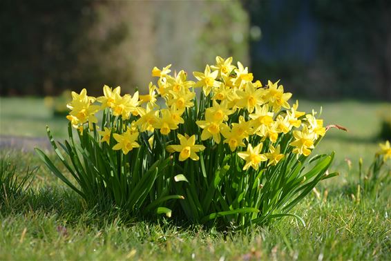 Narcissen om het gevoel vast te houden - Hamont-Achel