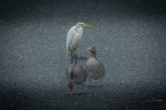 Bree - Natte voeten op De Luysen