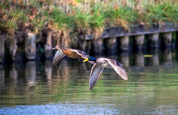 Natuur op 1 maart - Lommel