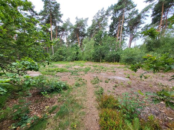Hamont-Achel - Natuurherstel in Haarterheide