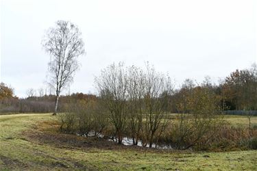 Natuurherstel in vallei van de Grote Beek - Beringen & Leopoldsburg