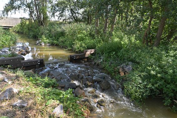 Natuurherstel langs Paalse Plas - Beringen